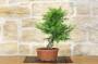 3 - Pre bonsai di Tasso Cuspidata.