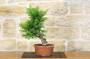 4 - Pre bonsai di Tasso Cuspidata.
