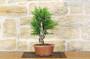 5 - Pre bonsai di Tasso Cuspidata.