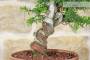 6 - Pre bonsai di Tasso Cuspidata.