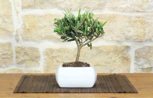 Bonsai di Olivo in vaso quadro bianco