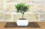 3 - Bonsai di Olivo in vaso quadro bianco