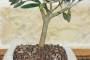 4 - Bonsai di Olivo in vaso quadro bianco