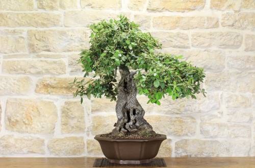 2 - Bonsai di Quercia - Leccio (83)