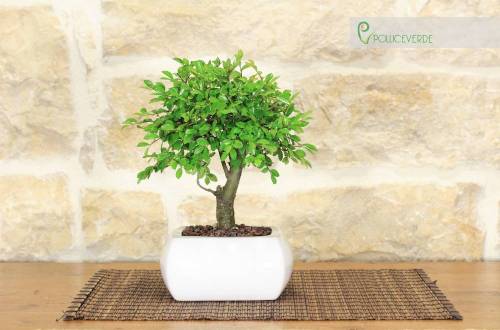2 - Bonsai di Olmo a palla in vaso quadro bianco cm. 15