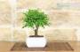 2 - Bonsai di Olmo a palla in vaso quadro bianco cm. 15