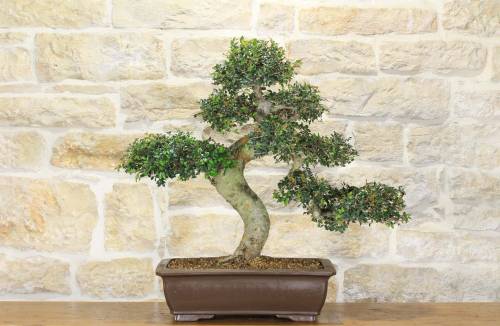 2 - Bonsai di Zelkova Parvifolia (77)