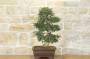 3 - Bonsai di Zelkova Parvifolia (77)
