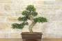 4 - Bonsai di Zelkova Parvifolia (77)