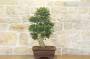 5 - Bonsai di Zelkova Parvifolia (77)