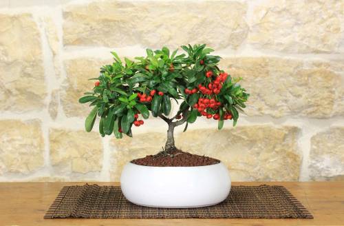 2 - Bonsai di Pyracantha in ciotola bassa - bacche rosse