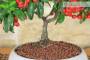 3 - Bonsai di Pyracantha in ciotola bassa - bacche rosse