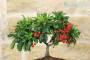 4 - Bonsai di Pyracantha in ciotola bassa - bacche rosse