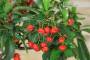 5 - Bonsai di Pyracantha in ciotola bassa - bacche rosse