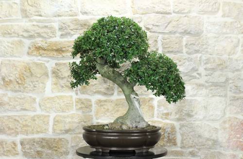 2 - Bonsai di Phillyrea (31)