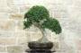 2 - Bonsai di Phillyrea (31)
