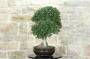3 - Bonsai di Phillyrea (31)