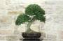 4 - Bonsai di Phillyrea (31)
