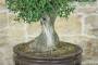 7 - Bonsai di Phillyrea (31)