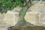 8 - Bonsai di Phillyrea (31)