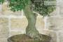 9 - Bonsai di Phillyrea (31)