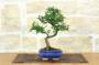2 - Bonsai di Olmo Cinese vaso cm. 15