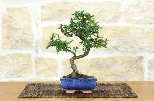 2 - Bonsai di Olmo Cinese vaso cm. 15