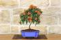 2 - Bonsai di Pyracantha in vaso a nuvola azzurro - bacche arancioni