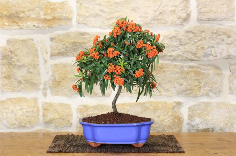2 - Bonsai di Pyracantha in vaso a nuvola azzurro - bacche arancioni