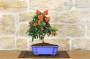 3 - Bonsai di Pyracantha in vaso a nuvola azzurro - bacche arancioni