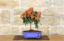 4 - Bonsai di Pyracantha in vaso a nuvola azzurro - bacche arancioni
