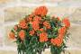 5 - Bonsai di Pyracantha in vaso a nuvola azzurro - bacche arancioni