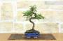 3 - Bonsai di Olmo Cinese vaso cm. 15