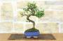 4 - Bonsai di Olmo Cinese vaso cm. 15