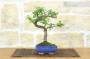 5 - Bonsai di Olmo Cinese vaso cm. 15