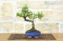 Bonsai di Olmo Cinese vaso cm. 15-3