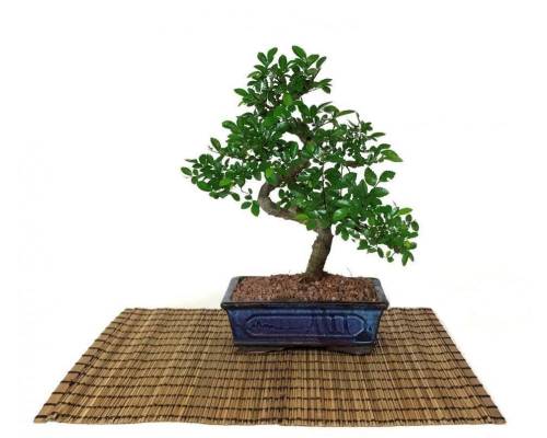 2 - Bonsai di Olmo cinese vaso cm. 18