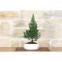 Spruce bonsai in low bowl