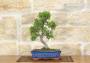 2 - Bonsai di Olmo cinese vaso cm. 25