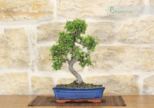 2 - Bonsai di Olmo cinese vaso cm. 25