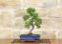 3 - Bonsai di Olmo cinese vaso cm. 25