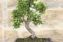 4 - Bonsai di Olmo cinese vaso cm. 25