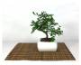 2 - Bonsai di Olmo in vaso quadro bianco cm. 15