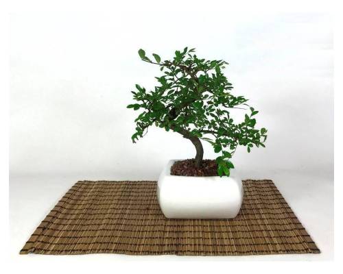 2 - Bonsai di Olmo in vaso quadro bianco cm. 15