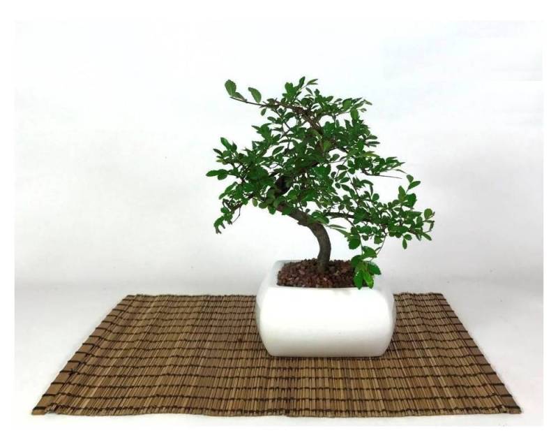 2 - Bonsai di Olmo in vaso quadro bianco cm. 15