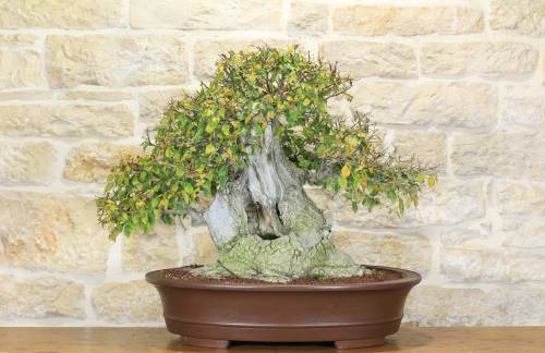 2 - Bonsai di Olmo Campestre (47)