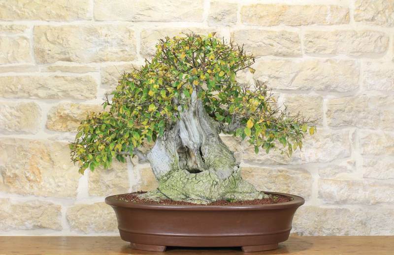 2 - Bonsai di Olmo Campestre (47)