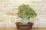 3 - Bonsai di Olmo Campestre (47)