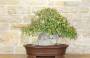 4 - Bonsai di Olmo Campestre (47)