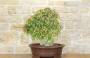 5 - Bonsai di Olmo Campestre (47)